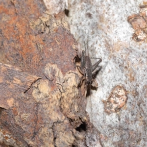 Eurepa marginipennis at Downer, ACT - 21 May 2021 12:19 PM