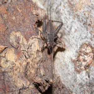 Eurepa marginipennis at Downer, ACT - 21 May 2021 12:19 PM