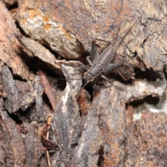 Eurepa marginipennis at Downer, ACT - 21 May 2021