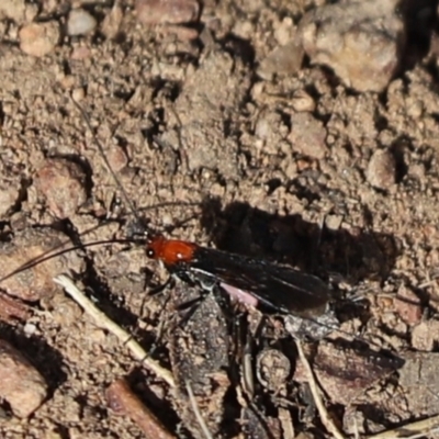 Braconidae (family) (Unidentified braconid wasp) at Cook, ACT - 20 May 2021 by Tammy