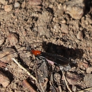 Braconidae (family) at Cook, ACT - 20 May 2021