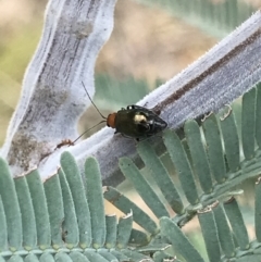 Adoxia benallae (Leaf beetle) at Mount Ainslie - 6 Apr 2021 by MattFox