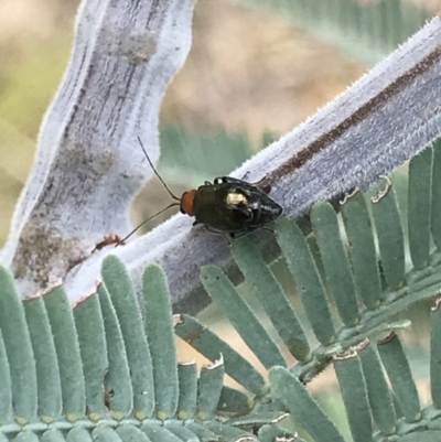 Adoxia benallae (Leaf beetle) at Mount Ainslie - 6 Apr 2021 by MattFox