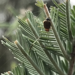 Galerucini sp. (tribe) (A galerucine leaf beetle) at Campbell, ACT - 6 Apr 2021 by MattFox