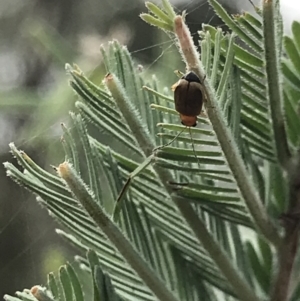 Galerucini sp. (tribe) at Campbell, ACT - 7 Apr 2021