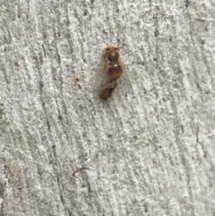 Psyllidae sp. (family) (Unidentified psyllid or lerp insect) at Mount Ainslie - 6 Apr 2021 by MattFox