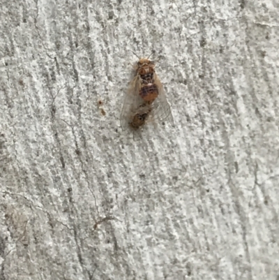 Psyllidae sp. (family) (Unidentified psyllid or lerp insect) at Campbell, ACT - 7 Apr 2021 by MattFox