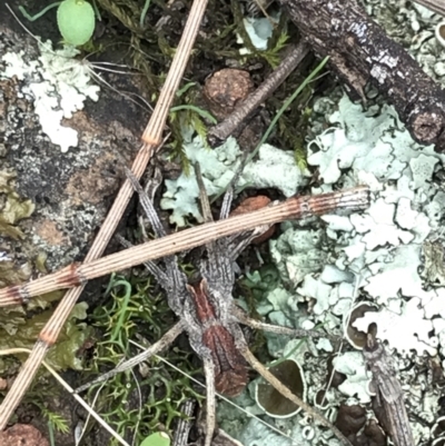 Argoctenus vittatus (Wandering Ghost Spider) at Mount Ainslie - 7 Apr 2021 by MattFox