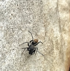 Myrmarachne luctuosa at Campbell, ACT - 7 Apr 2021 10:08 AM