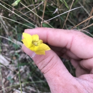 Goodenia pinnatifida at Majura, ACT - 7 Apr 2021 10:46 AM