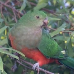 Alisterus scapularis (Australian King-Parrot) at Ainslie, ACT - 22 May 2021 by jb2602