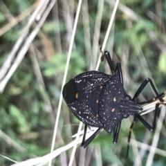 Poecilometis patruelis (Gum Tree Shield Bug) at Mount Ainslie - 7 Apr 2021 by MattFox