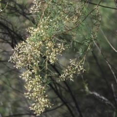 Cassinia quinquefaria (Rosemary Cassinia) at Rob Roy Range - 30 Mar 2021 by michaelb