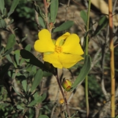 Hibbertia obtusifolia (Grey Guinea-flower) at Conder, ACT - 30 Mar 2021 by michaelb
