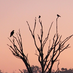 Aquila audax (Wedge-tailed Eagle) at Mulligans Flat - 22 May 2021 by davobj