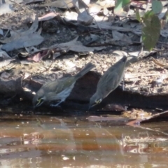 Caligavis chrysops (Yellow-faced Honeyeater) at Callum Brae - 25 Apr 2021 by Christine