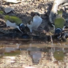 Melithreptus lunatus (White-naped Honeyeater) at Callum Brae - 25 Apr 2021 by Christine