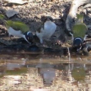 Melithreptus lunatus at Jerrabomberra, ACT - 25 Apr 2021