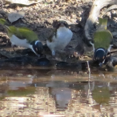 Melithreptus lunatus (White-naped Honeyeater) at Jerrabomberra, ACT - 25 Apr 2021 by Christine