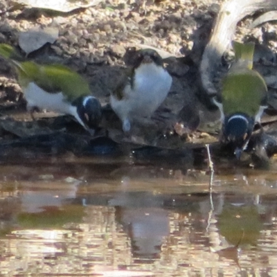 Melithreptus lunatus (White-naped Honeyeater) at Callum Brae - 25 Apr 2021 by Christine