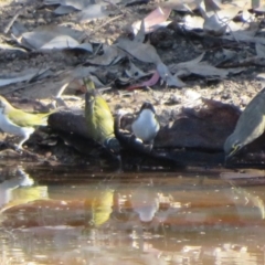 Melithreptus lunatus at Jerrabomberra, ACT - 25 Apr 2021