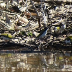 Melithreptus lunatus at Jerrabomberra, ACT - 25 Apr 2021