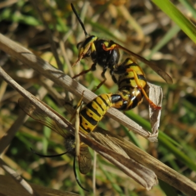 Vespula germanica (European Wasp, German Yellowjacket Wasp) at Fyshwick, ACT - 19 May 2021 by Christine