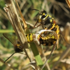 Vespula germanica at Fyshwick, ACT - 19 May 2021