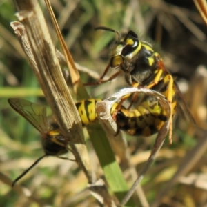 Vespula germanica at Fyshwick, ACT - 19 May 2021