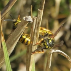 Vespula germanica at Fyshwick, ACT - 19 May 2021