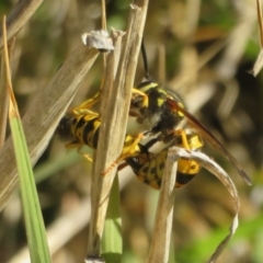 Vespula germanica at Fyshwick, ACT - 19 May 2021