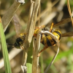 Vespula germanica at Fyshwick, ACT - 19 May 2021