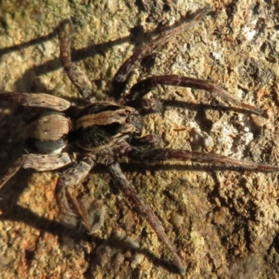 Venatrix pseudospeciosa (Wolf spider) at Flynn, ACT - 21 May 2021 by Christine