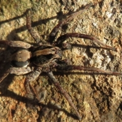 Venatrix pseudospeciosa (Wolf spider) at Flynn, ACT - 21 May 2021 by Christine