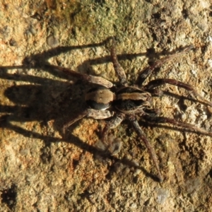 Venatrix pseudospeciosa at Flynn, ACT - 21 May 2021 03:07 PM