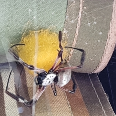 Trichonephila edulis (Golden orb weaver) at Isaacs, ACT - 23 May 2021 by Mike