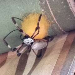 Trichonephila edulis at Isaacs, ACT - 23 May 2021