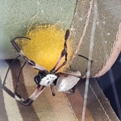 Trichonephila edulis at Isaacs, ACT - 23 May 2021