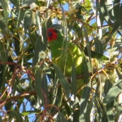 Parvipsitta pusilla (Little Lorikeet) at Hackett, ACT - 22 May 2021 by Christine