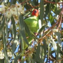 Parvipsitta pusilla at Hackett, ACT - 22 May 2021 01:44 PM