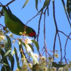 Parvipsitta pusilla at Hackett, ACT - 22 May 2021 01:44 PM