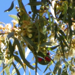 Glossopsitta concinna at Hackett, ACT - 22 May 2021