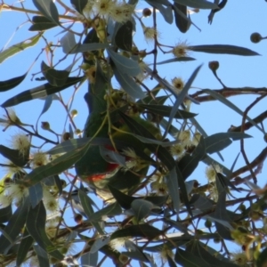 Glossopsitta concinna at Hackett, ACT - 22 May 2021