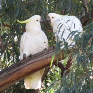 Cacatua galerita at Hackett, ACT - 22 May 2021