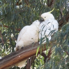 Cacatua galerita at Hackett, ACT - 22 May 2021