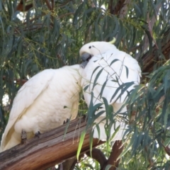 Cacatua galerita at Hackett, ACT - 22 May 2021