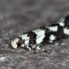 Macrobathra (genus) (A cosmet moth) at Melba, ACT - 22 Nov 2020 by Bron