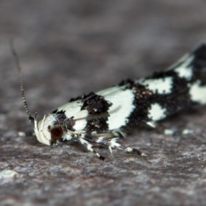 Macrobathra (genus) at Melba, ACT - 22 Nov 2020