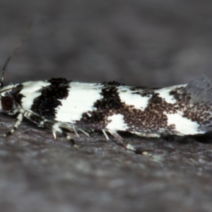 Macrobathra (genus) at Melba, ACT - 22 Nov 2020