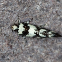 Macrobathra (genus) at Melba, ACT - 22 Nov 2020 09:52 PM